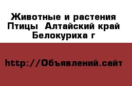 Животные и растения Птицы. Алтайский край,Белокуриха г.